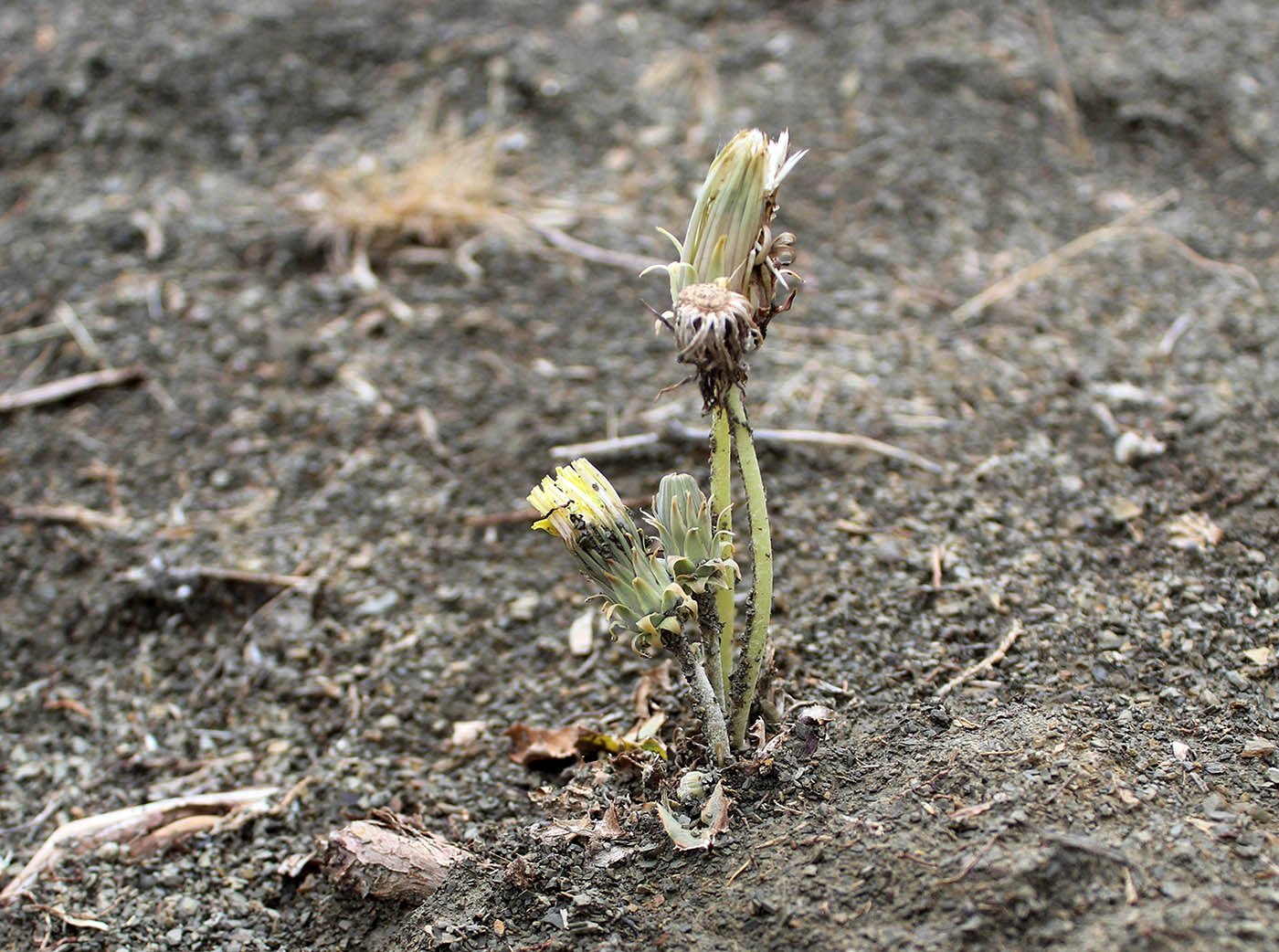 Изображение особи род Taraxacum.