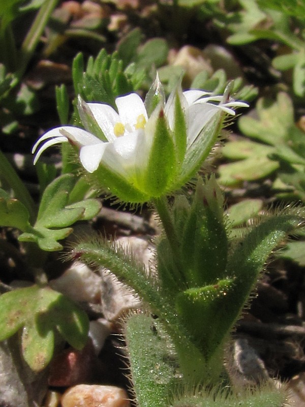 Изображение особи Cerastium glutinosum.