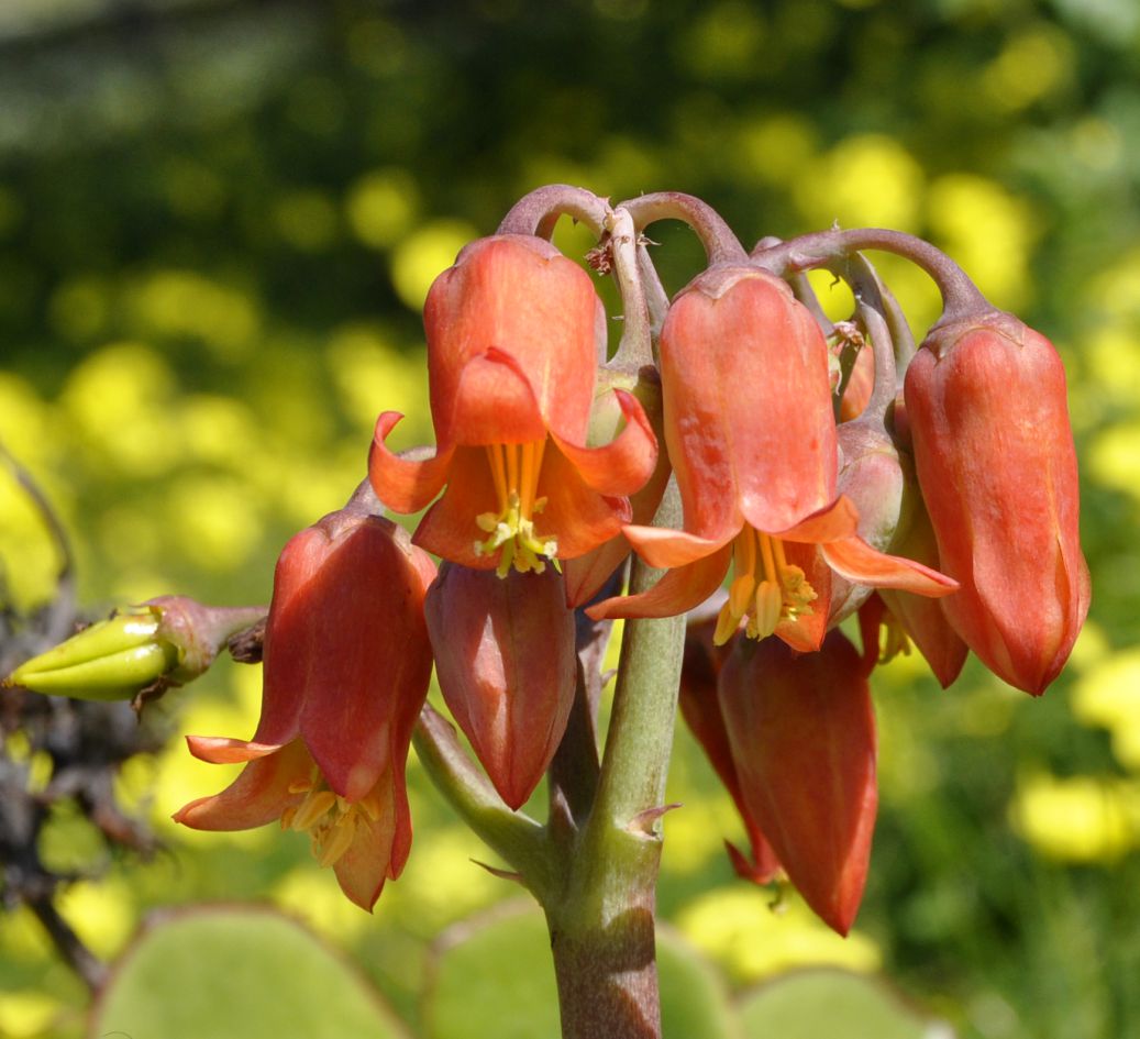 Изображение особи Cotyledon orbiculata var. oblonga.