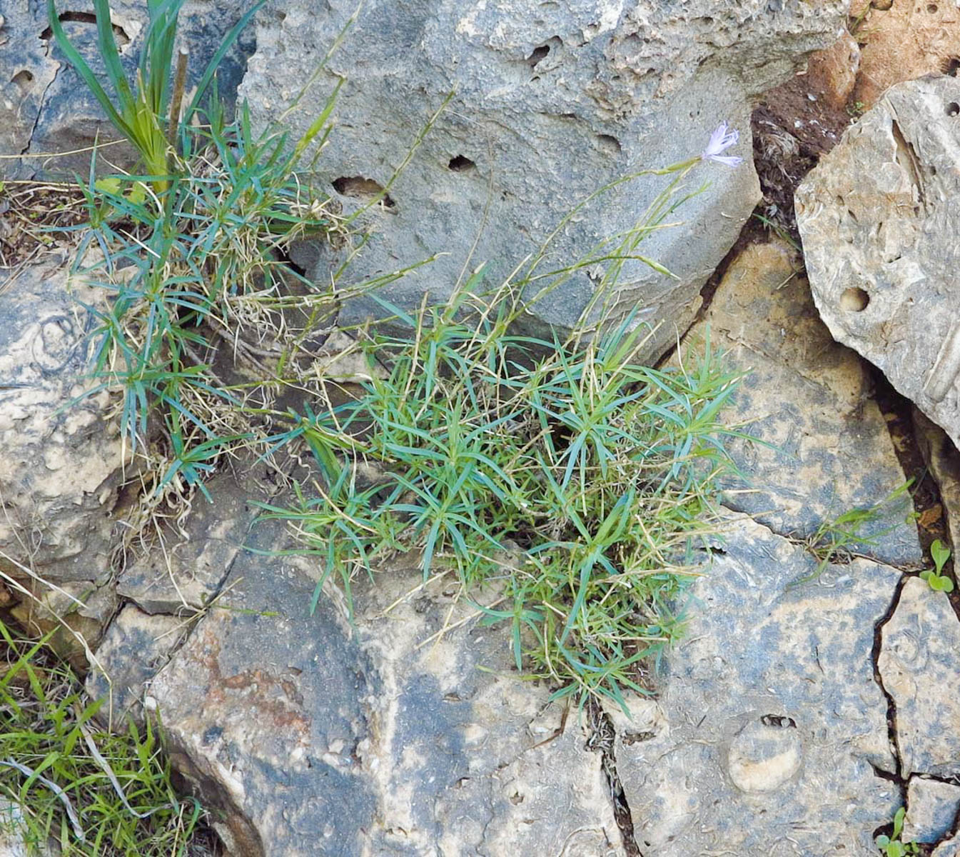 Изображение особи Dianthus pendulus.