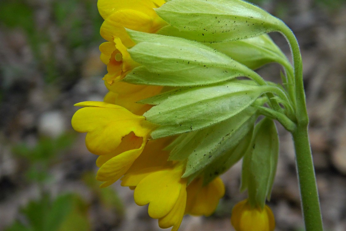 Image of Primula macrocalyx specimen.
