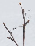 Betula nana