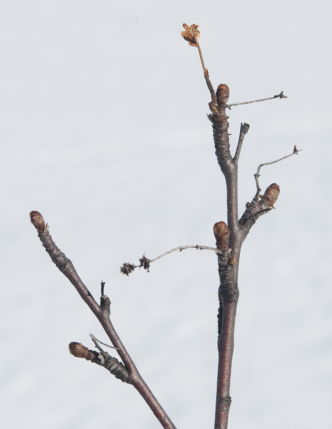 Изображение особи Betula nana.