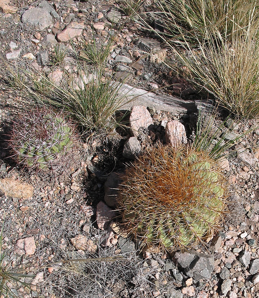 Image of Denmoza rhodacantha specimen.