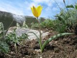 Tulipa ostrowskiana. Цветущее растение. Казахстан, Заилийский Алатау в окр. г. Алматы, ущ. Каскелен, мелкоземный склон южной экспозиции, 1900 м н.у.м. 29 апреля 2017 г.