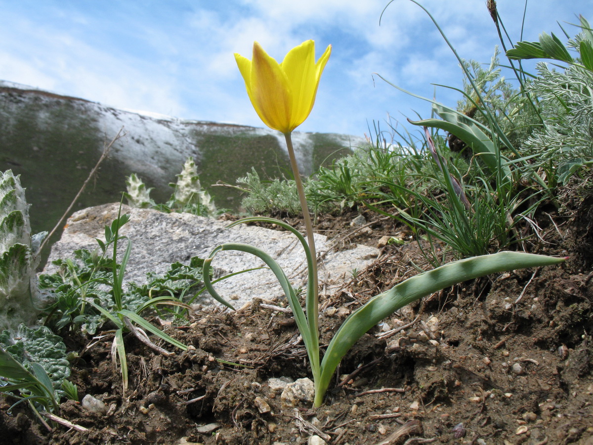 Image of Tulipa ostrowskiana specimen.