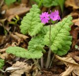 Primula patens. Цветущее растение. Приморский край, окр. г. Находка, в дубовом лесу. 22.05.2017.