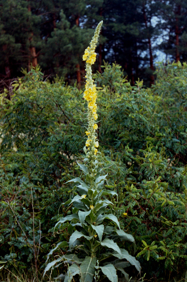 Image of Verbascum densiflorum specimen.