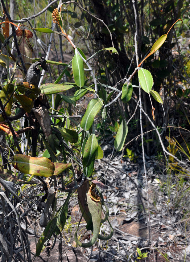 Изображение особи Nepenthes stenophylla.