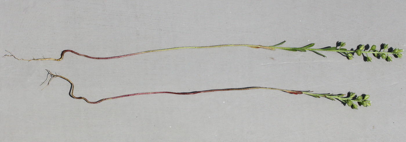 Image of Alyssum alyssoides specimen.