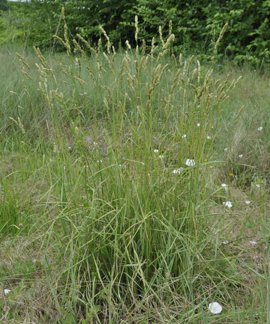 Image of Dactylis glomerata specimen.