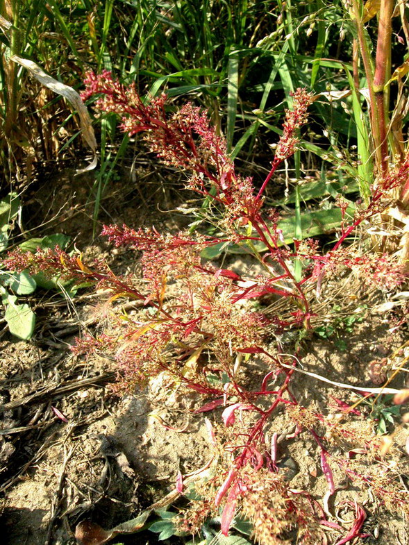 Image of Teloxys aristata specimen.