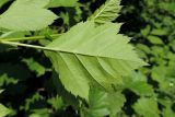 Crataegus chlorocarpa. Лист (вид с обратной стороны). Московская обл., г. Королёв, мкр. Текстильщик, придорожные насаждения. 11.06.2017.
