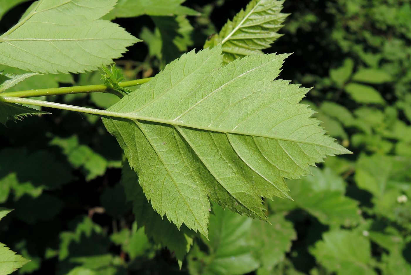 Image of Crataegus chlorocarpa specimen.