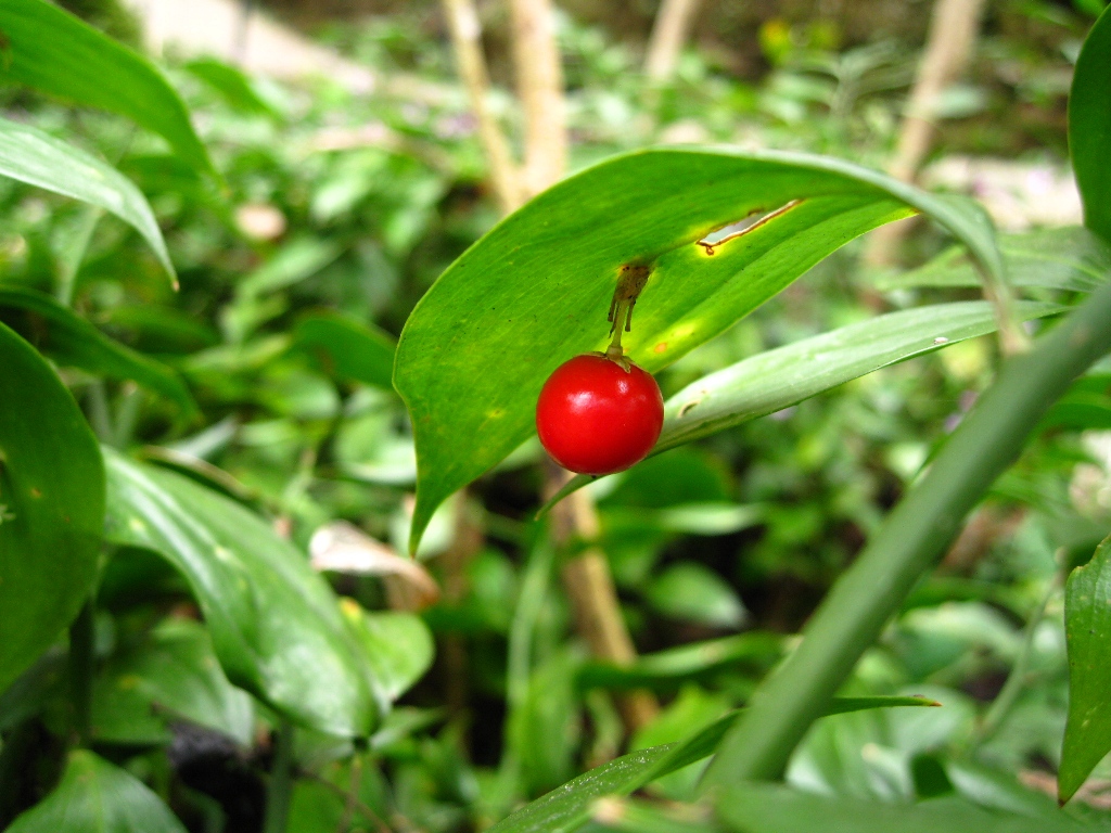 Image of Ruscus colchicus specimen.