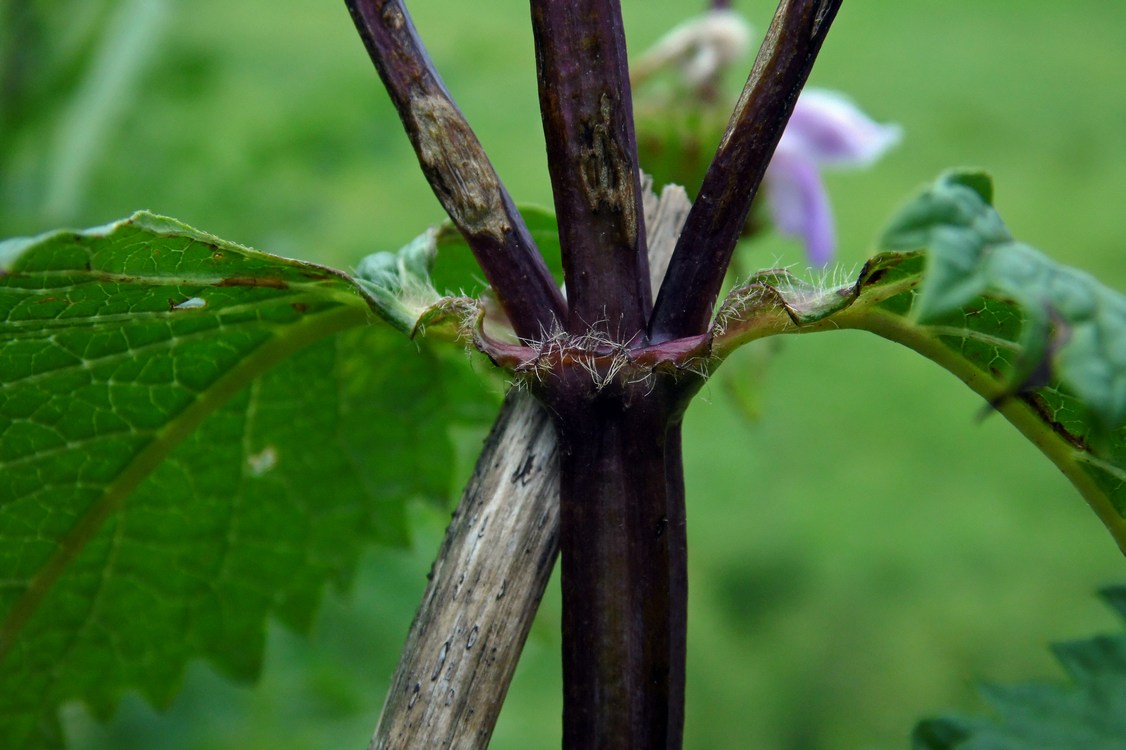 Image of Phlomoides tuberosa specimen.
