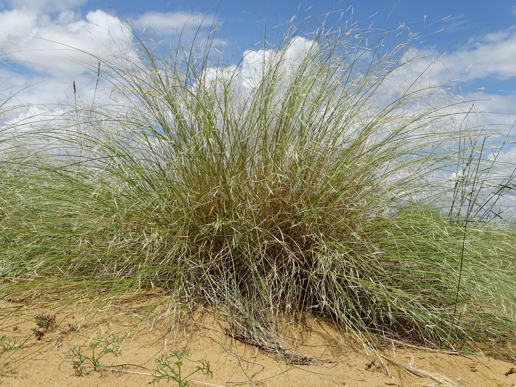 Image of Stipagrostis pennata specimen.