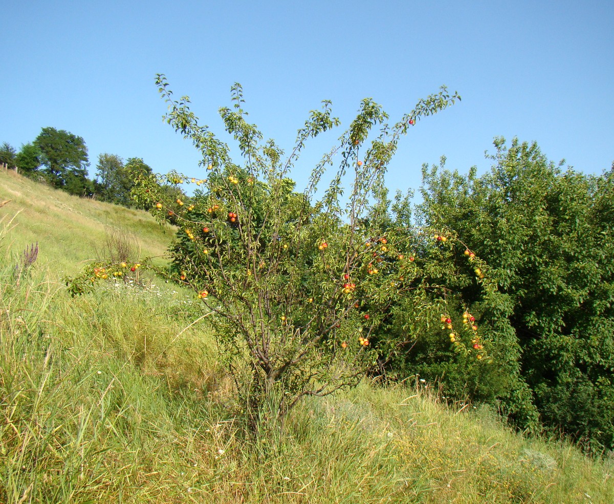 Image of Prunus cerasifera specimen.