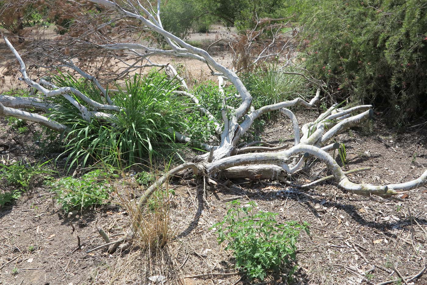 Изображение особи Leucadendron galpinii.