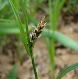 Carex melanostachya