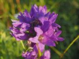 Campanula glomerata