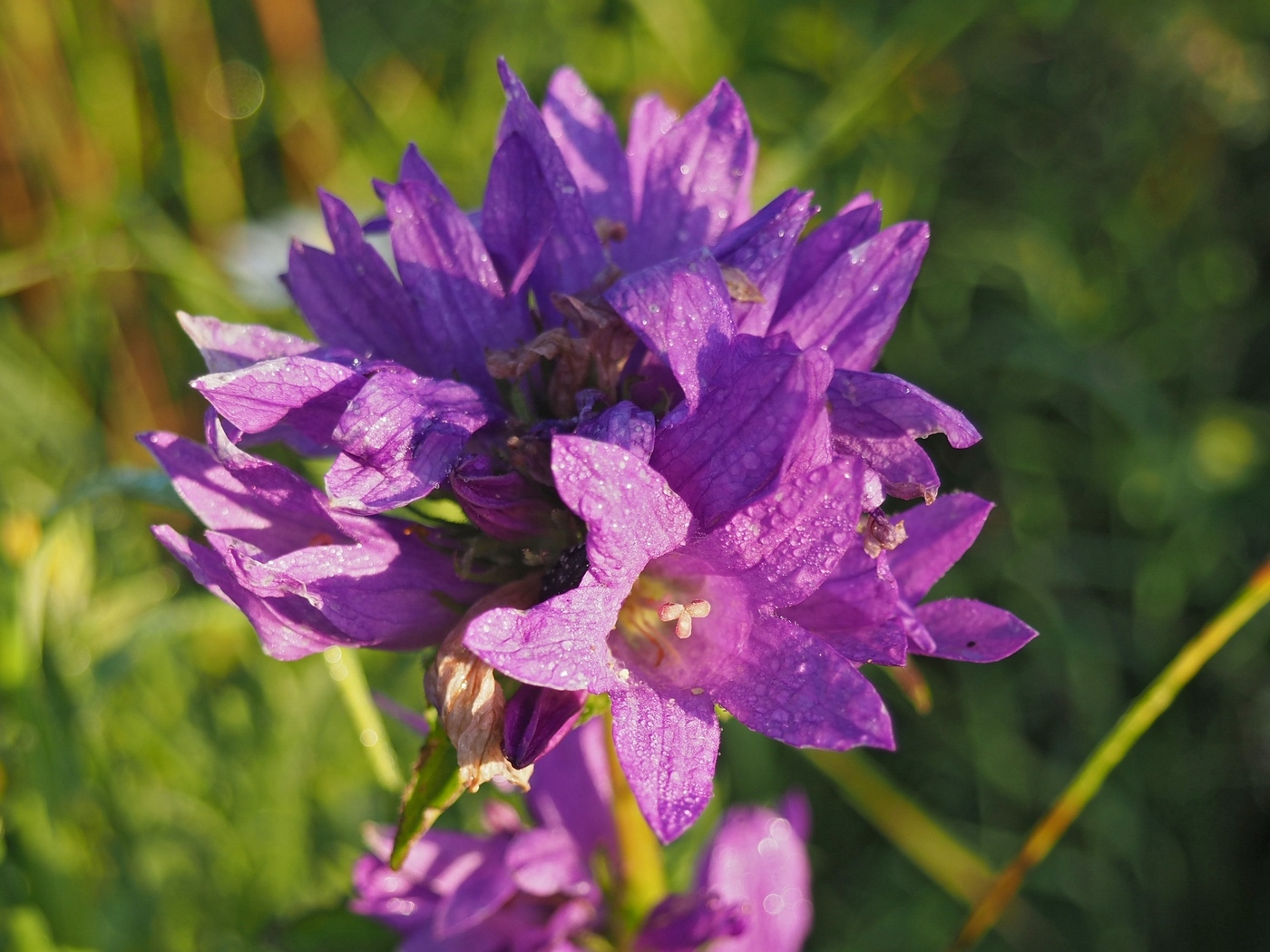 Image of Campanula glomerata specimen.