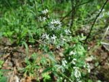 Galium boreale