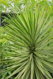 Yucca aloifolia. Верхняя часть вегетирующего растения. Черноморское побережье Кавказа, г. Сочи, Лазаревский р-н, микр. Уч-Дере, Субтропический Ботанический Сад Кубани, в культуре. 11 декабря 2014 г.