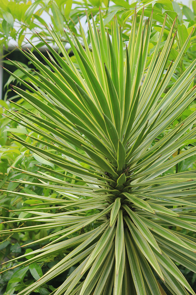 Изображение особи Yucca aloifolia.