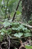 Circaea alpina