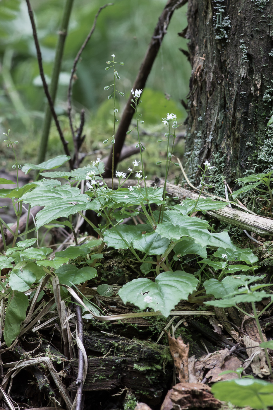 Изображение особи Circaea alpina.