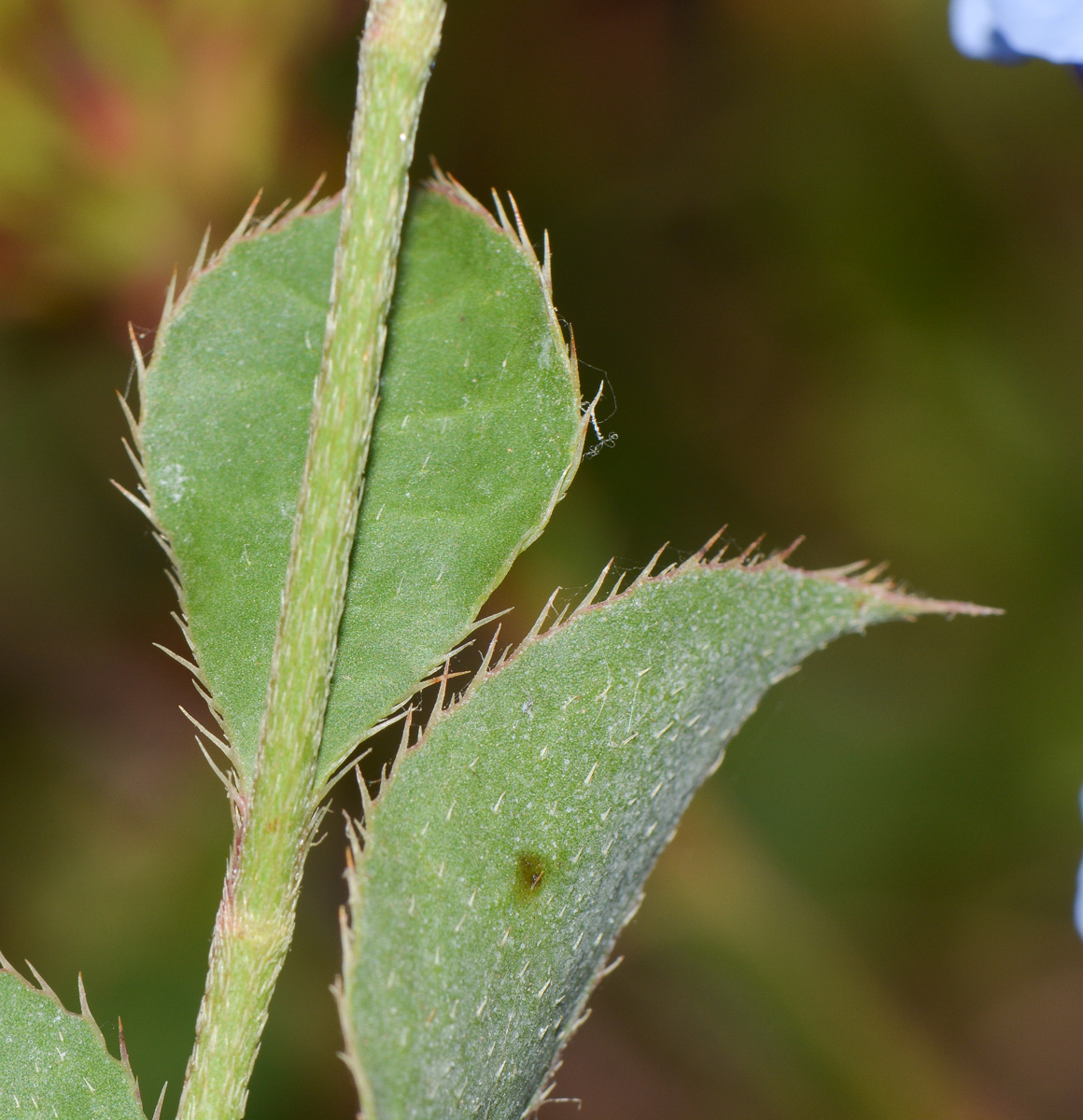 Изображение особи Ceratostigma willmottianum.