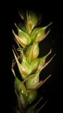 Carex arnellii