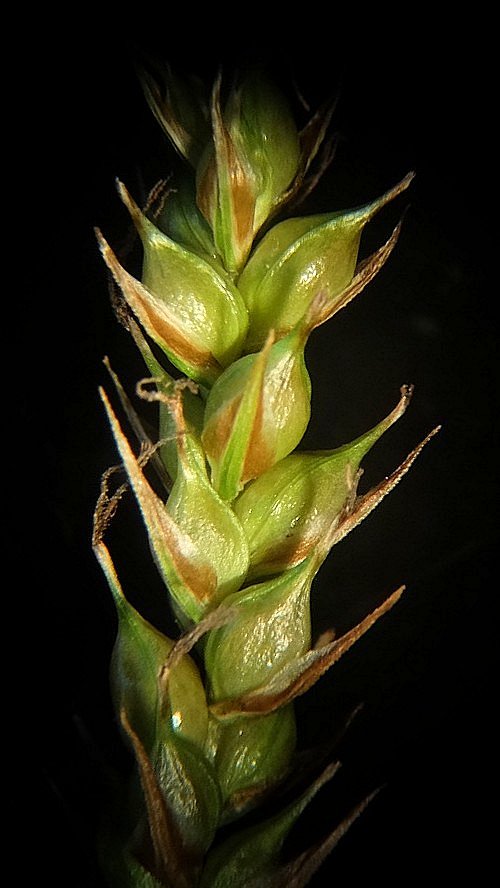 Image of Carex arnellii specimen.