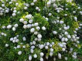 Gardenia thunbergia