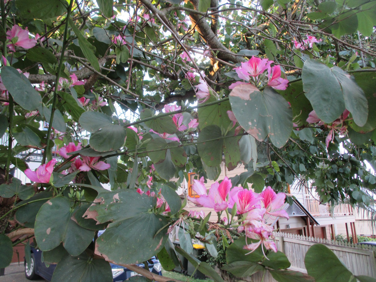 Image of Bauhinia variegata specimen.