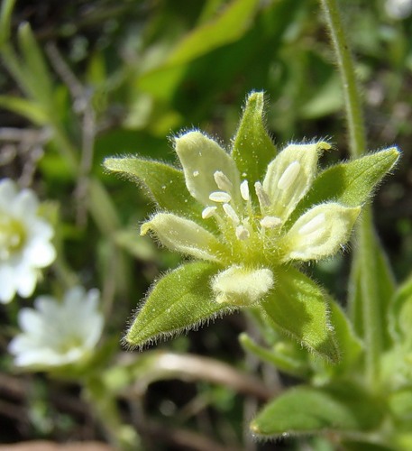 Image of Cerastium nemorale specimen.