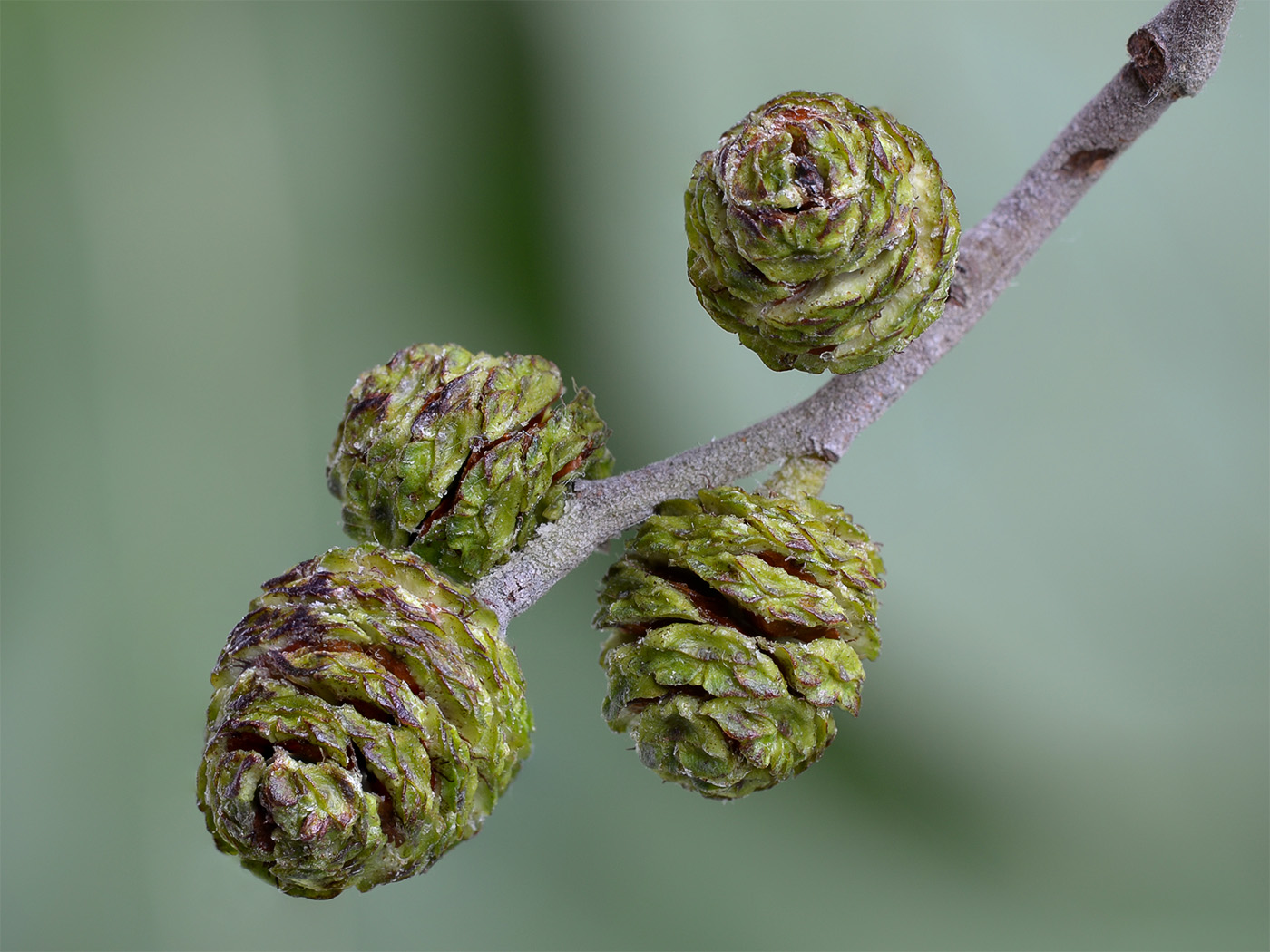 Изображение особи Alnus incana.