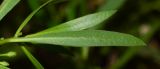 Myoporum parvifolium