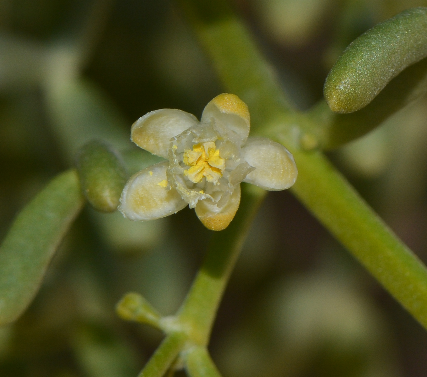 Изображение особи Tetraena coccinea.