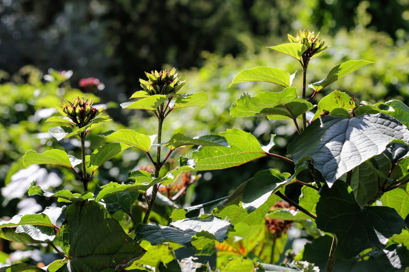 Изображение особи Clerodendrum bungei.