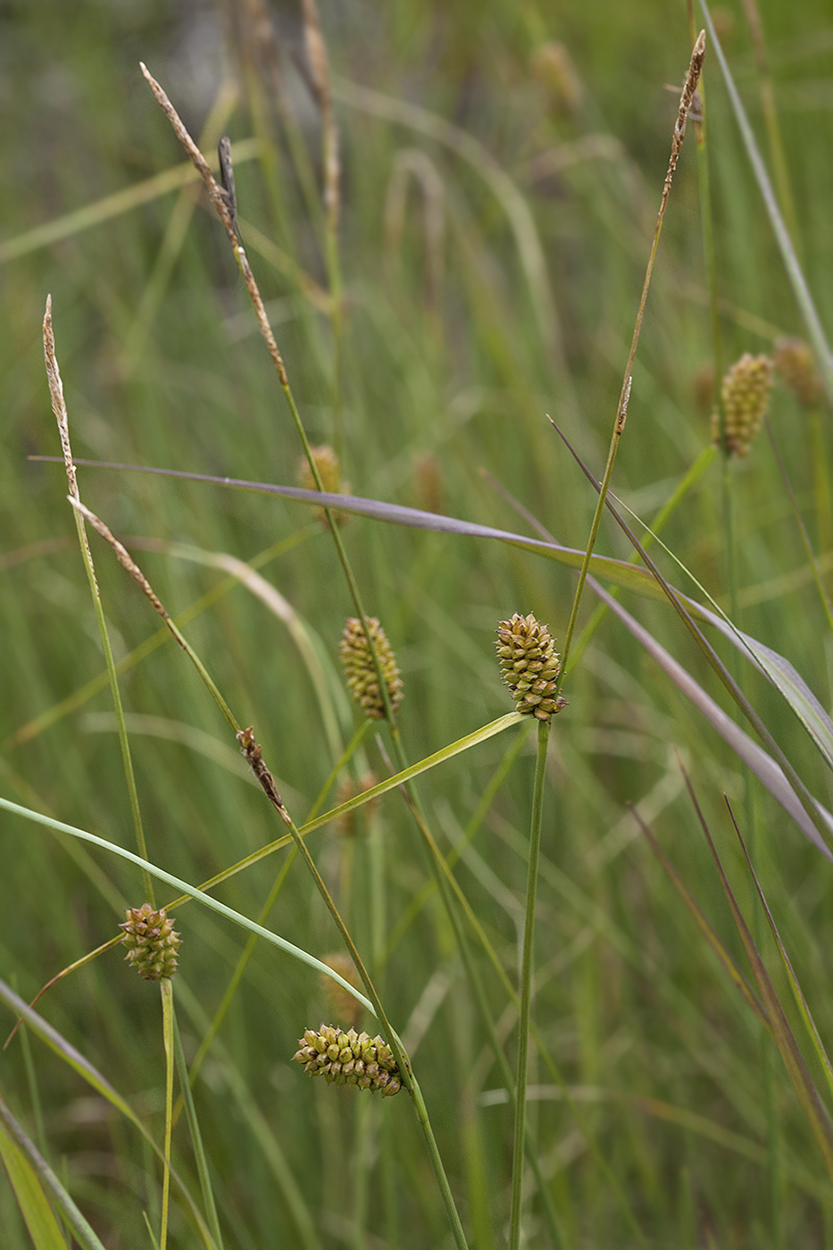 Изображение особи Carex rotundata.