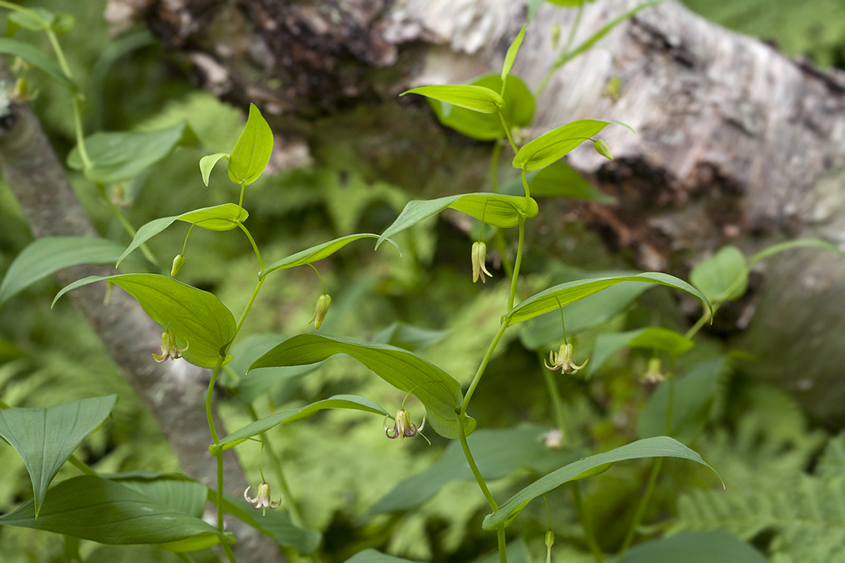 Изображение особи Streptopus amplexifolius.