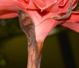 Etlingera elatior