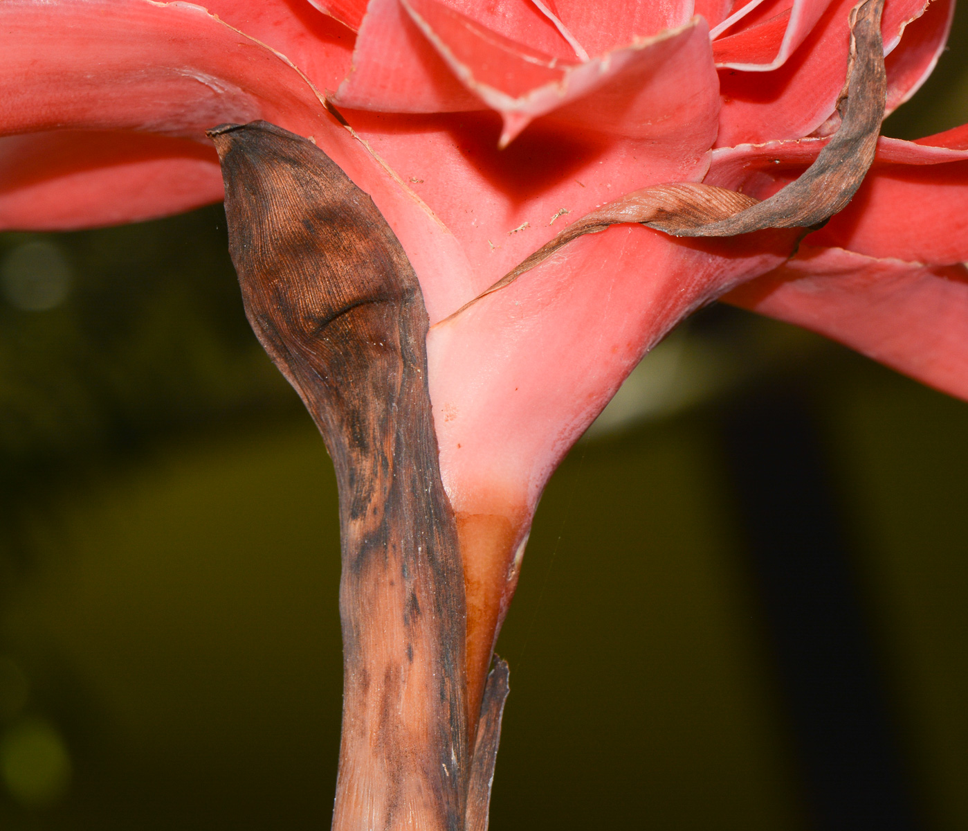 Image of Etlingera elatior specimen.