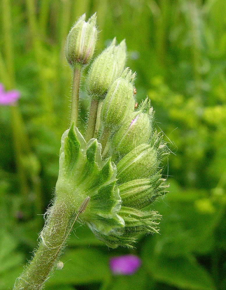 Image of Erodium manescavi specimen.