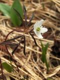 Anemone debilis