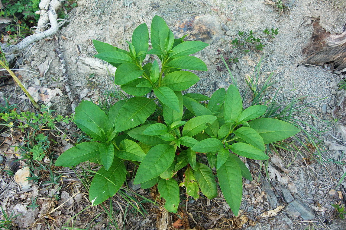 Изображение особи Phytolacca americana.