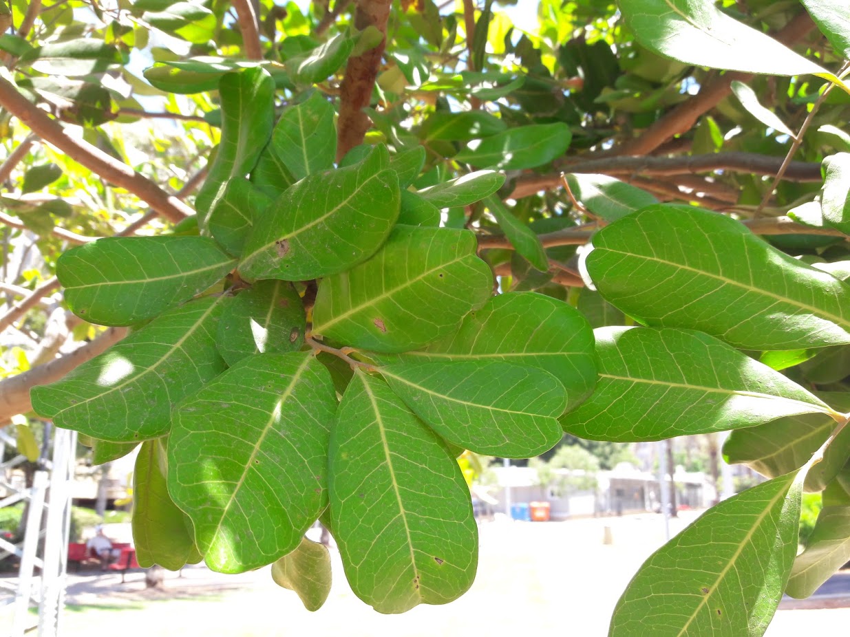 Изображение особи Cupaniopsis anacardioides.