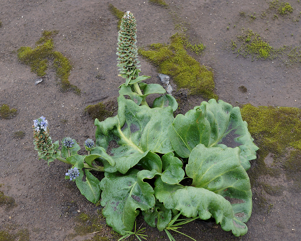 Image of Lagotis glauca specimen.